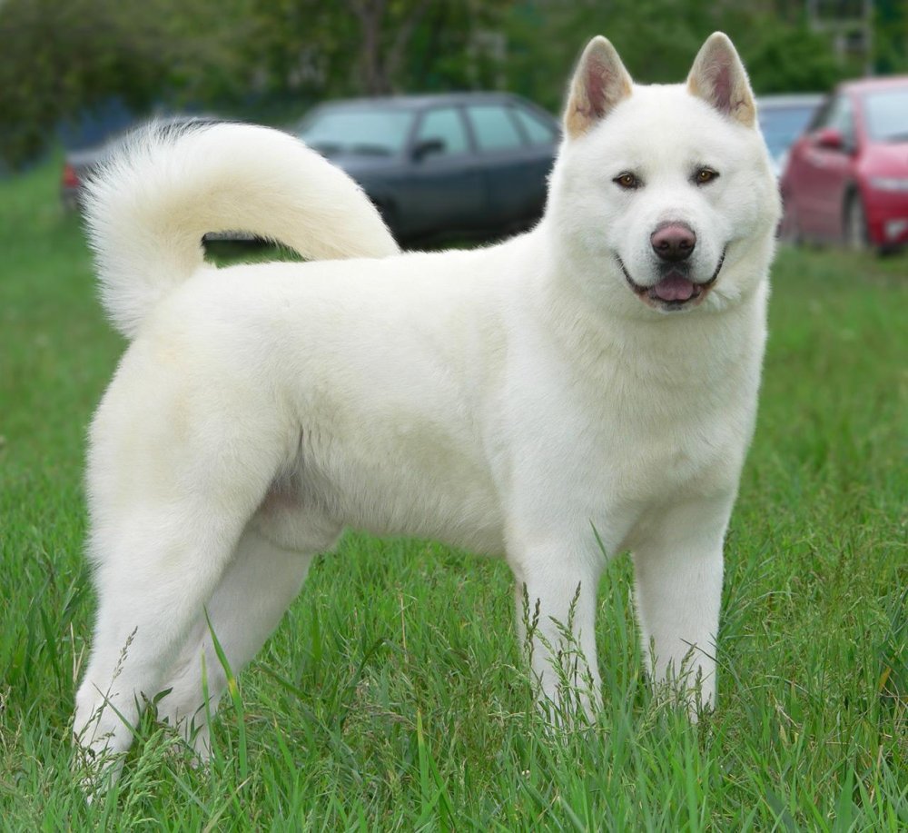 Akita or Akita Inu Dog Breed Image 17