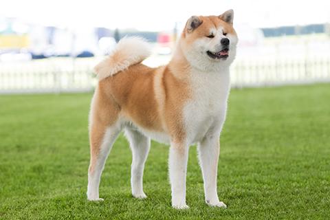 Akita or Akita Inu Dog Breed Image 19