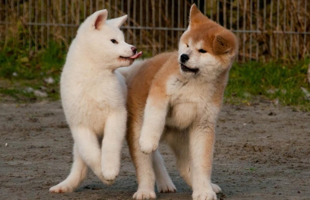 Akita or Akita Inu Dog Breed Image 2