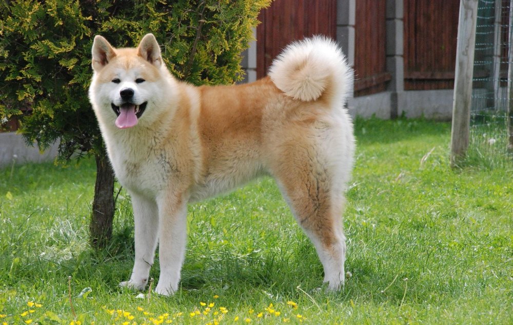 Akita or Akita Inu Dog Breed Image 3