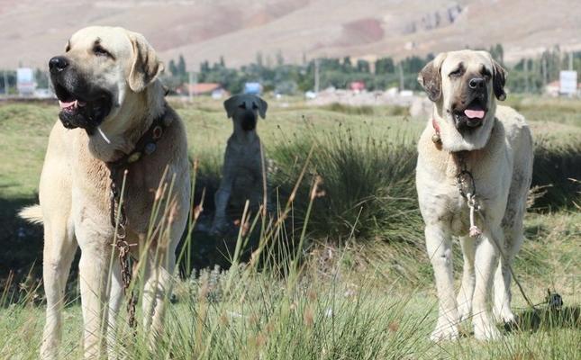 Aksaray Malaklisi Dog Breed Image 12