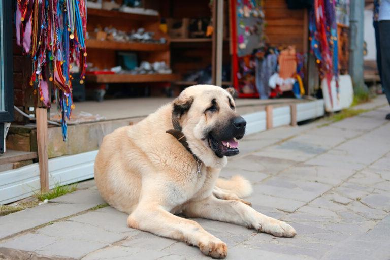 Aksaray Malaklisi Dog Breed Image 5