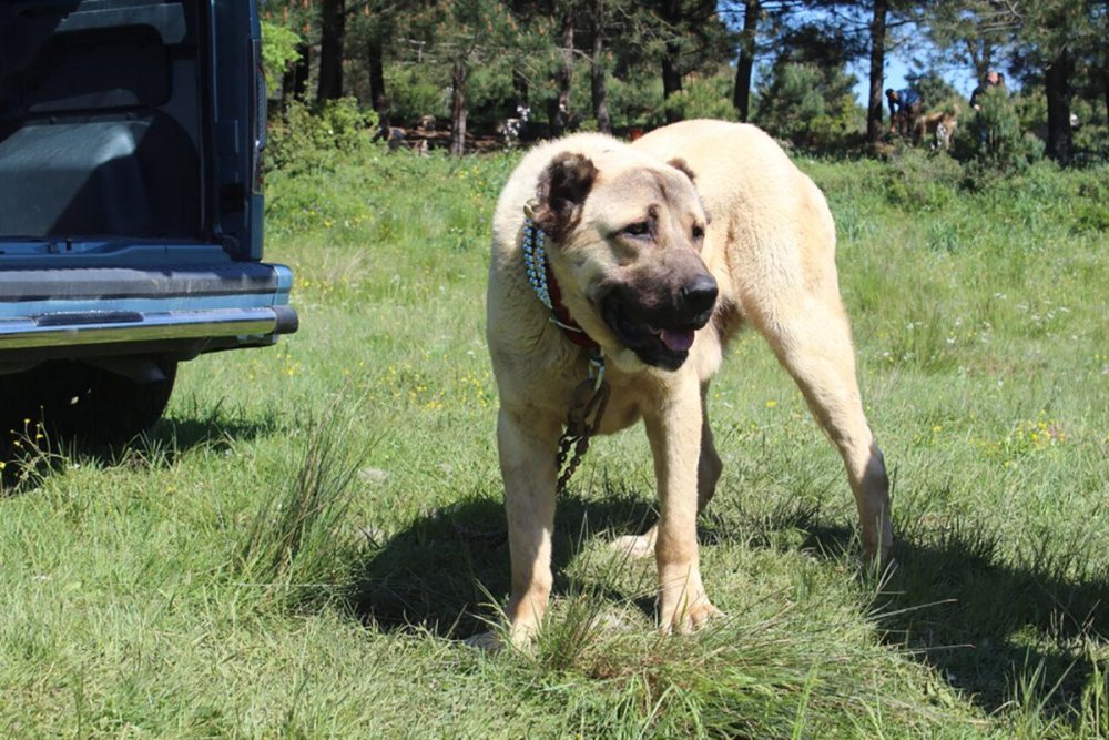 Aksaray Malaklisi Dog Breed Image 7