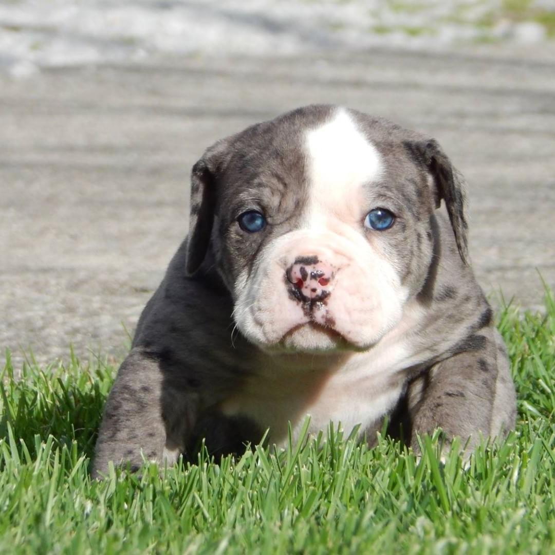 Alapaha Blue Blood BullDog Breed Image 1