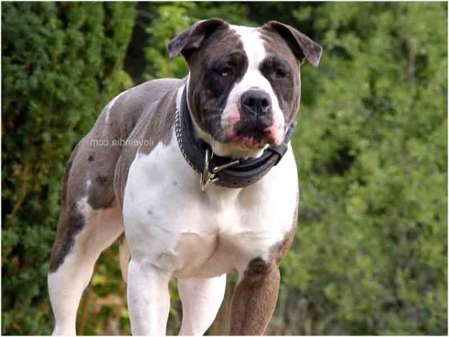 Alapaha Blue Blood BullDog Breed Image 14