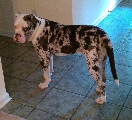Alapaha Blue Blood BullDog Breed Image 16