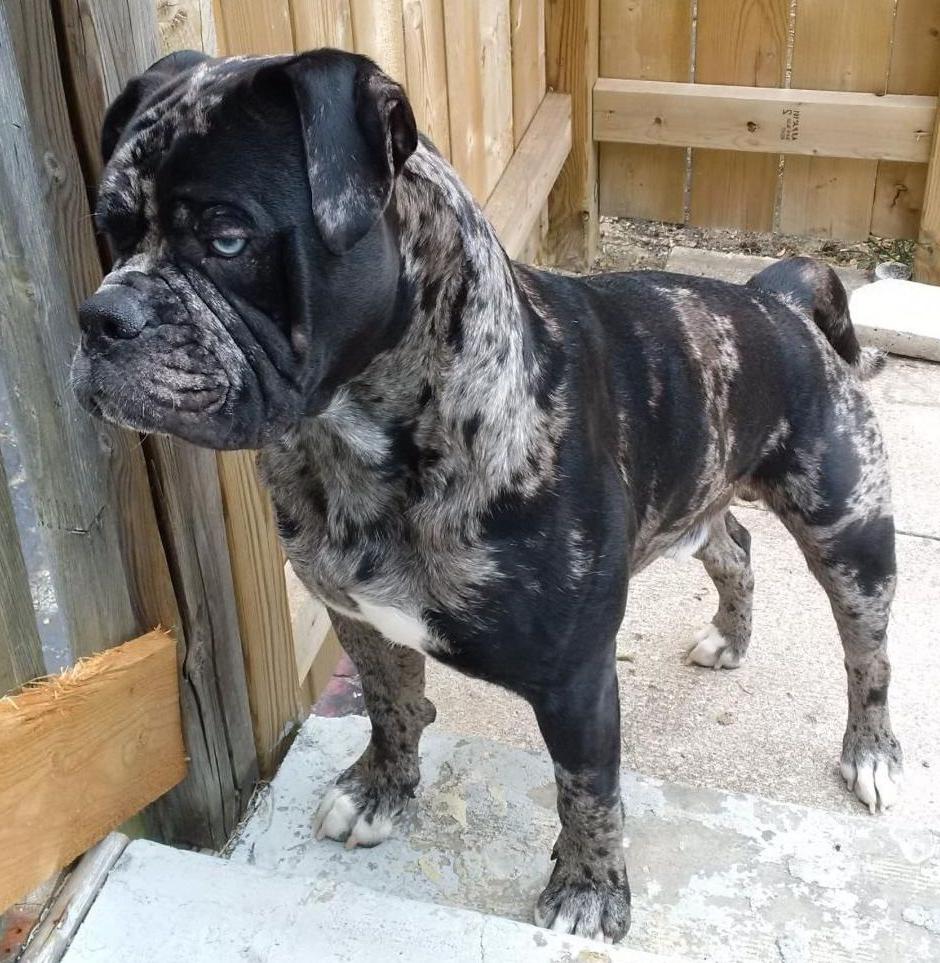 Alapaha Blue Blood BullDog Breed Image 19