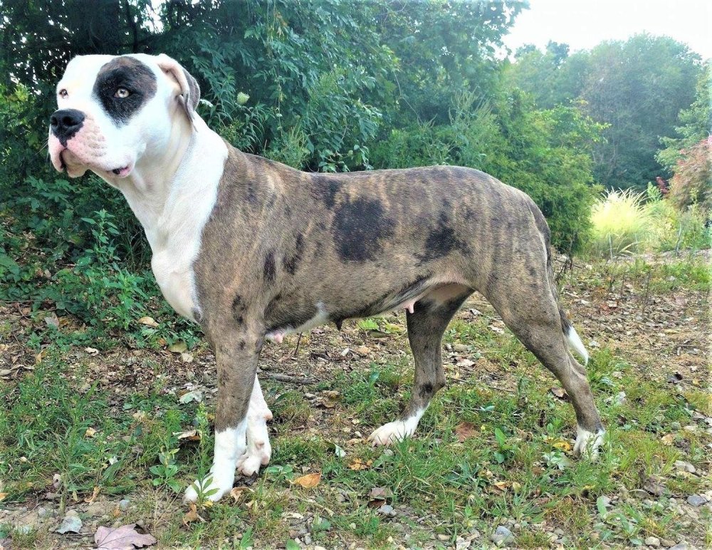 Alapaha Blue Blood BullDog Breed Image 2