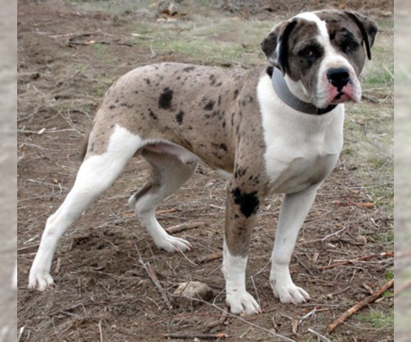 Alapaha Blue Blood BullDog Breed Image 20