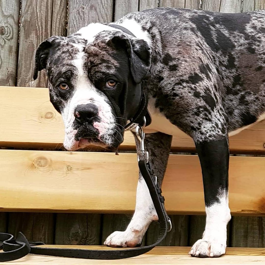 Alapaha Blue Blood BullDog Breed Image 6