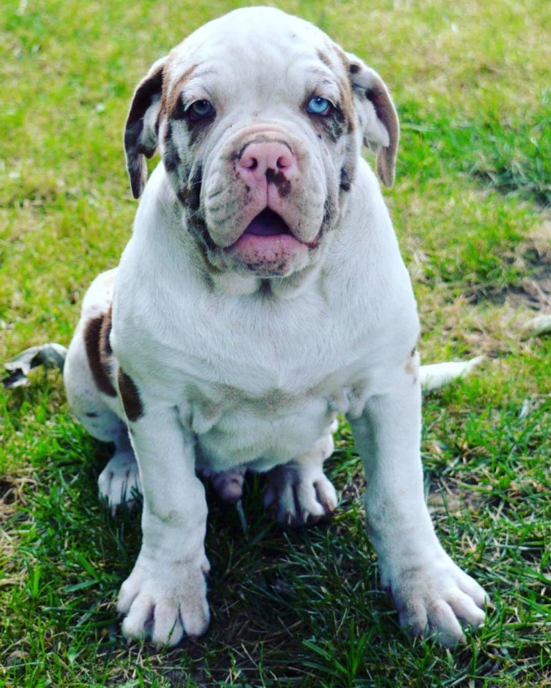 Alapaha Blue Blood BullDog Breed Image 8