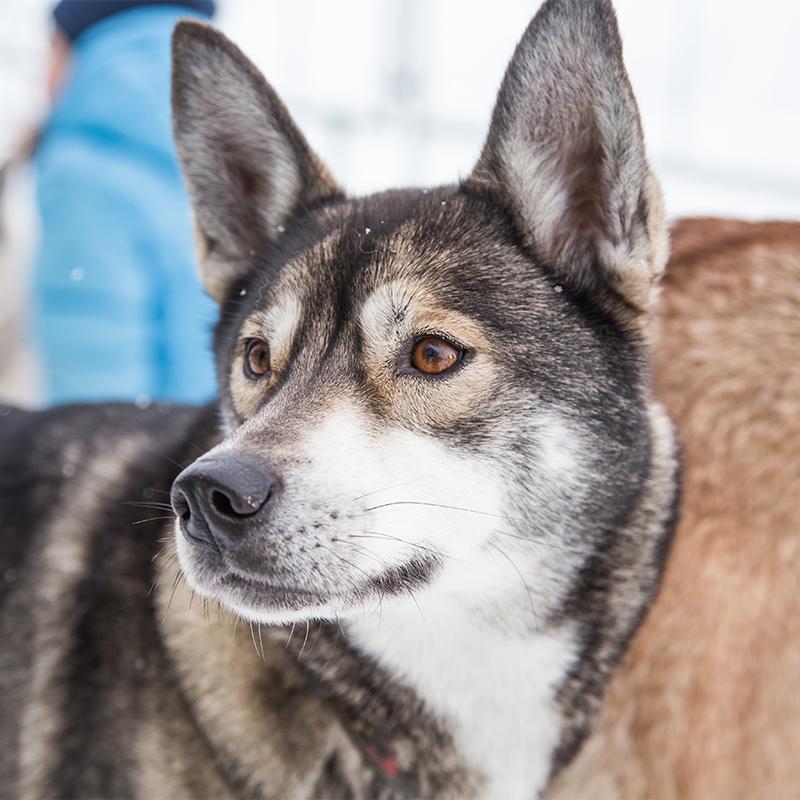 Alaskan Husky Dog Breed Image 1