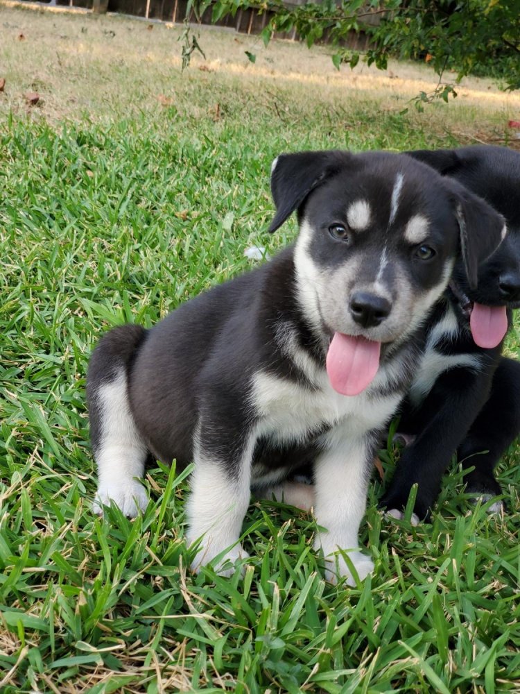 Alaskan Husky Dog Breed Image 13