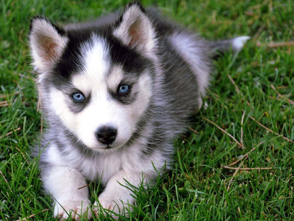 Alaskan Husky Dog Breed Image 14