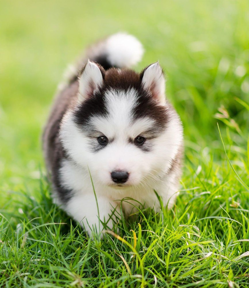 Alaskan Husky Dog Breed Image 15