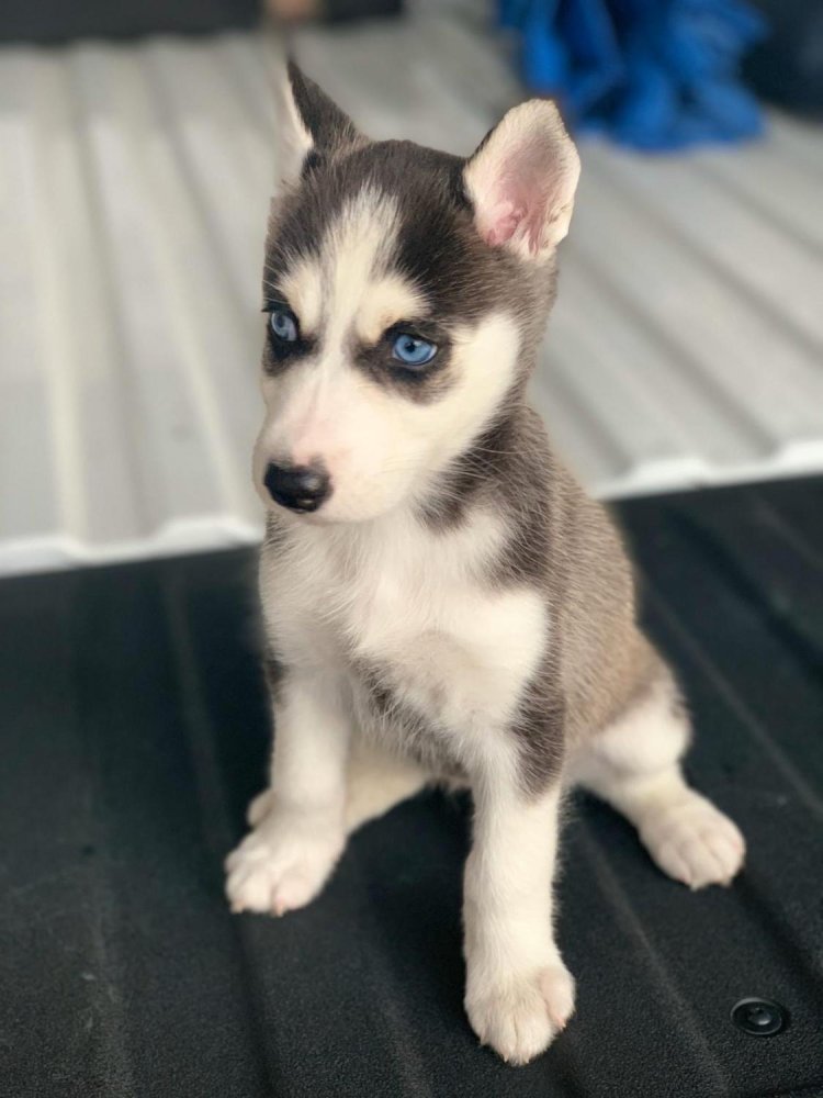 Alaskan Husky Dog Breed Image 17