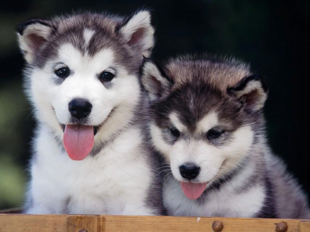 Alaskan Husky Dog Breed Image 5