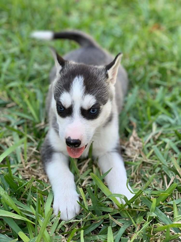 Alaskan Husky Dog Breed Image 9