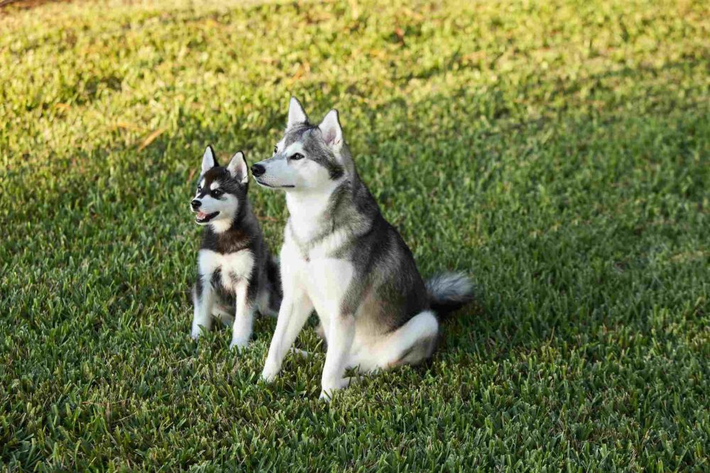 Alaskan Klee Kai Dog Breed Image 1