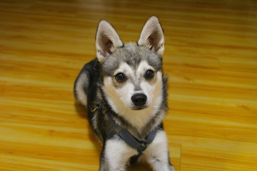 Alaskan Klee Kai Dog Breed Image 11