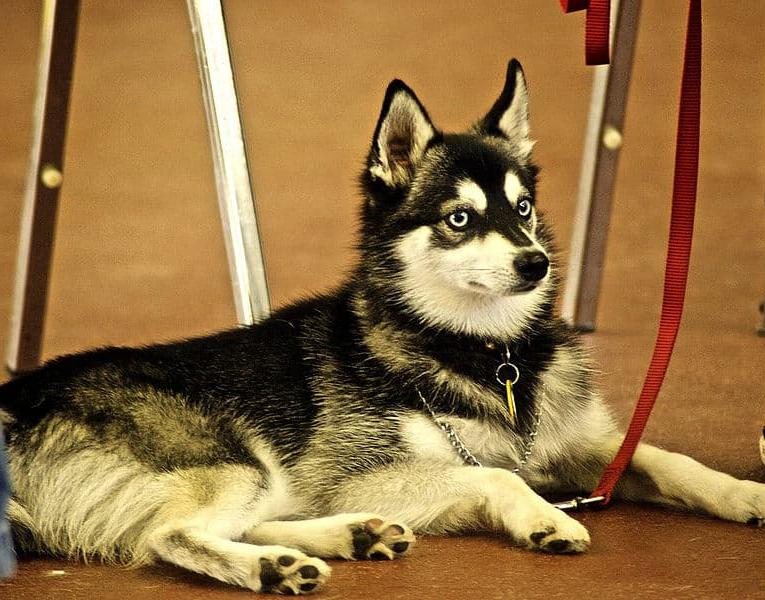 Alaskan Klee Kai Dog Breed Image 15