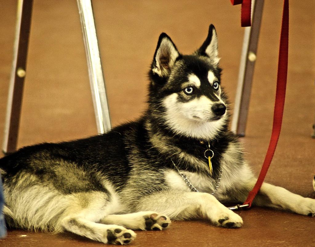 Alaskan Klee Kai Dog Breed Image 18