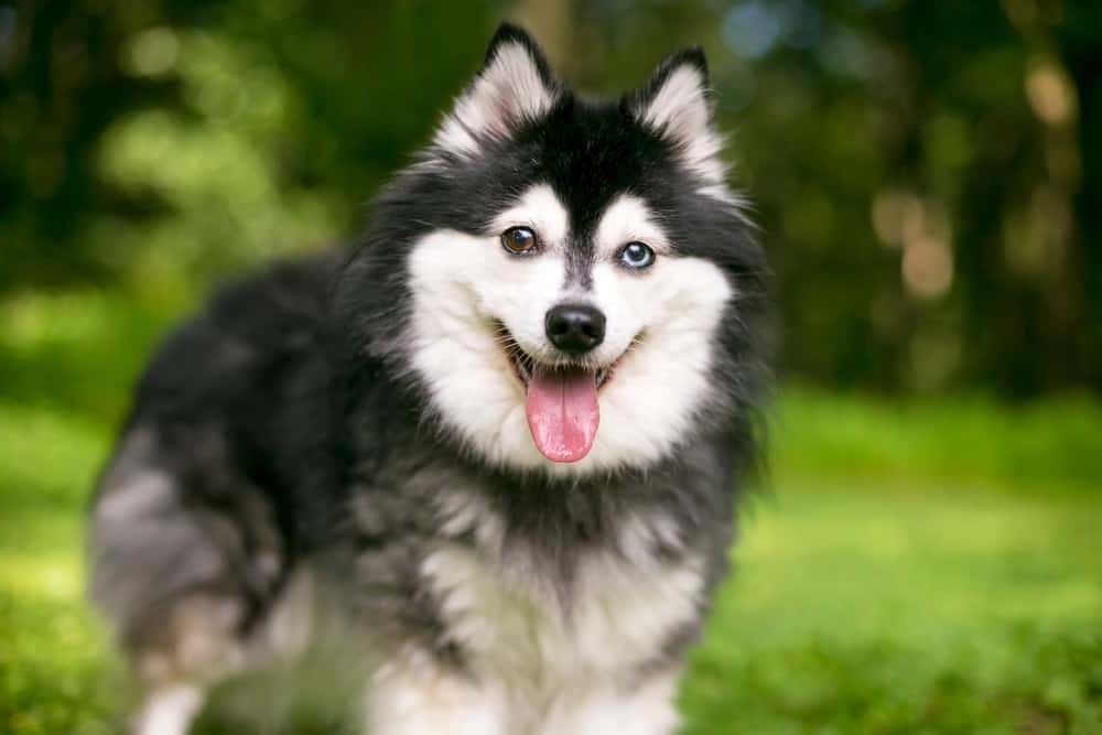 Alaskan Klee Kai Dog Breed Image 3