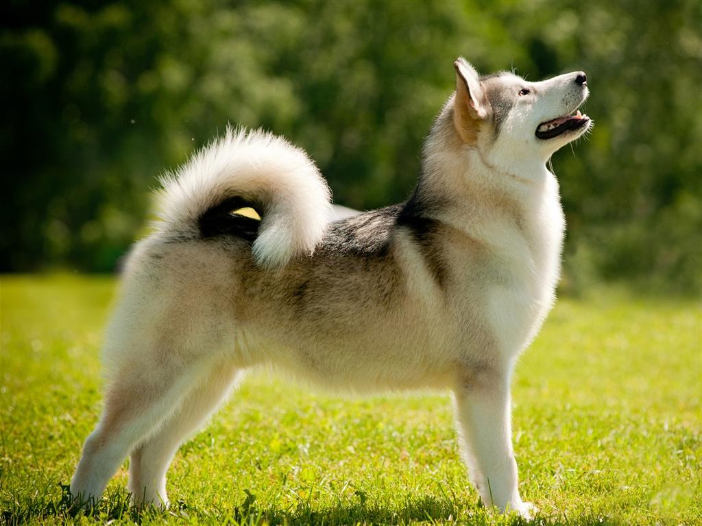 Alaskan Malamute Dog Breed Image 11