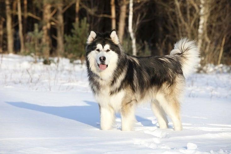 Alaskan Malamute Dog Breed Image 12