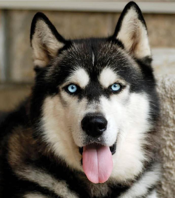 Alaskan Malamute Dog Breed Image 13