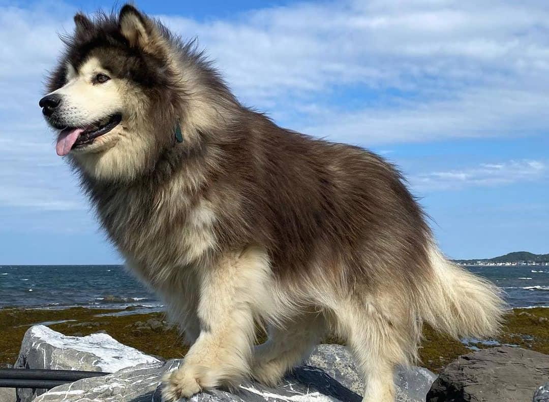 Alaskan Malamute Dog Breed Image 16