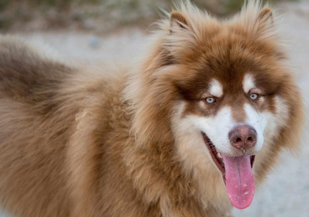 Alaskan Malamute Dog Breed Image 2