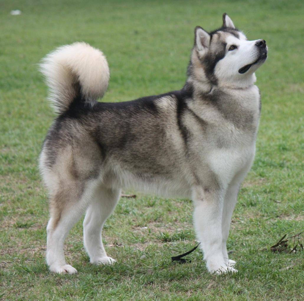 Alaskan Malamute Dog Breed Image 7