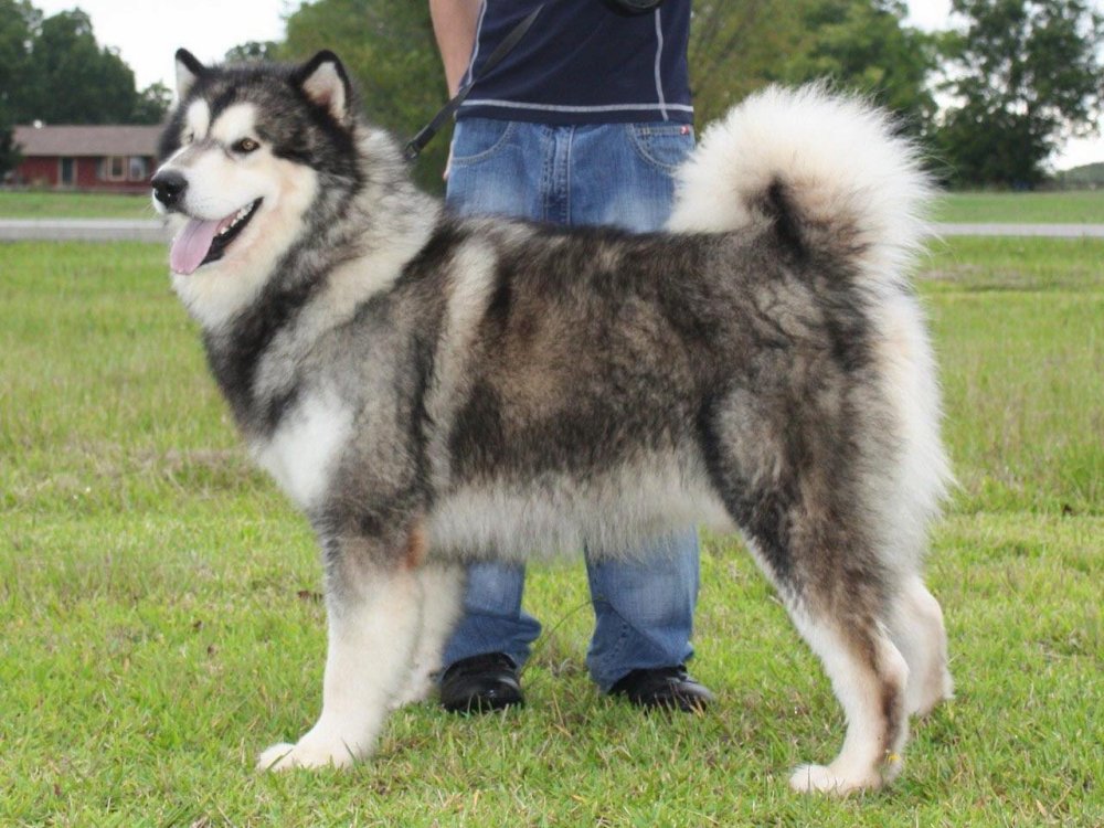 Alaskan Malamute Dog Breed Image 8