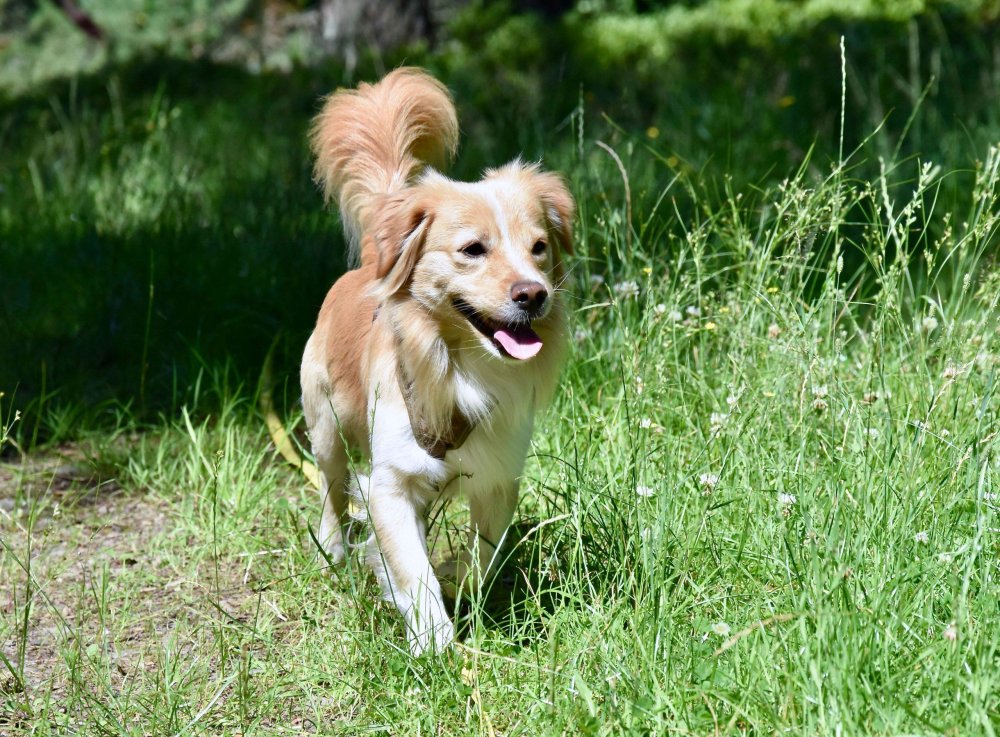 Alopekis Dog Breed Image 11