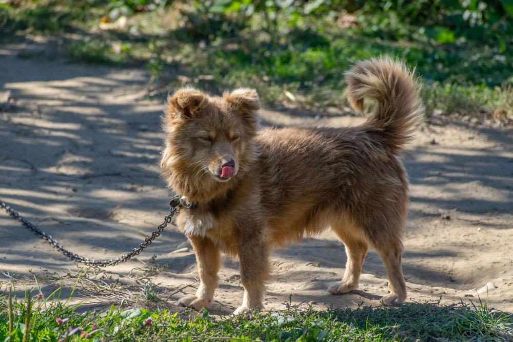 Alopekis Dog Breed Image 17