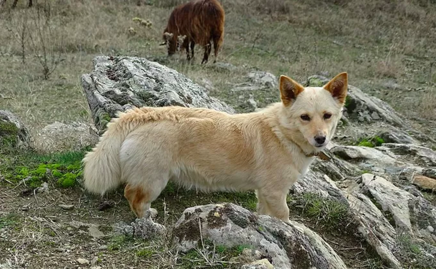 Alopekis Dog Breed Image 18