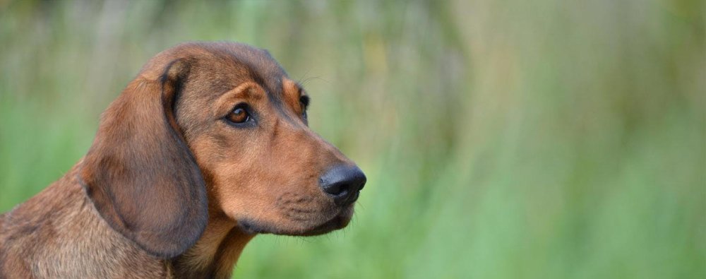 Alpine Dachsbracke Dog Breed Image 11