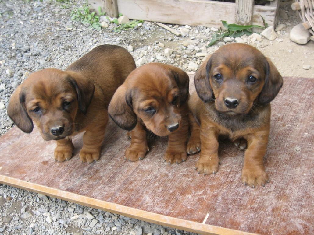 Alpine Dachsbracke Dog Breed Image 12