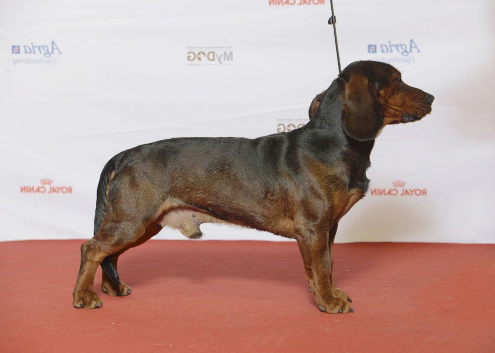 Alpine Dachsbracke Dog Breed Image 13