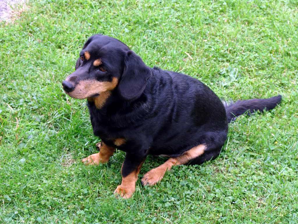 Alpine Dachsbracke Dog Breed Image 15