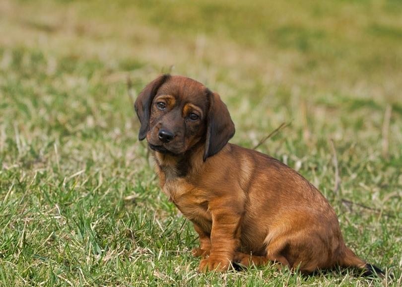 Alpine Dachsbracke Dog Breed Image 19