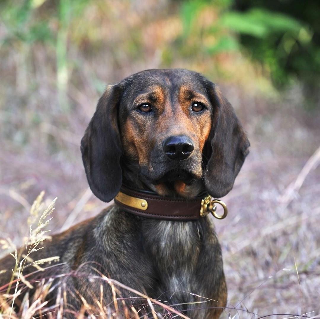 Alpine Dachsbracke Dog Breed Image 2