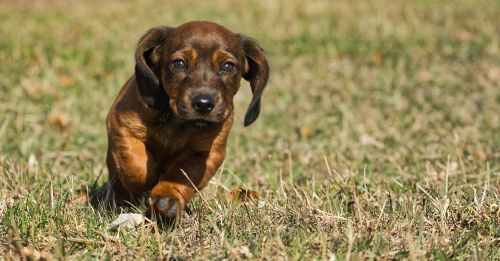 Alpine Dachsbracke Dog Breed Image 6