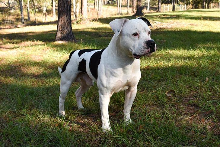 American BullDog Breed Image 12