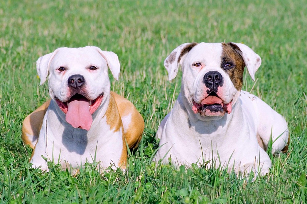 American BullDog Breed Image 17