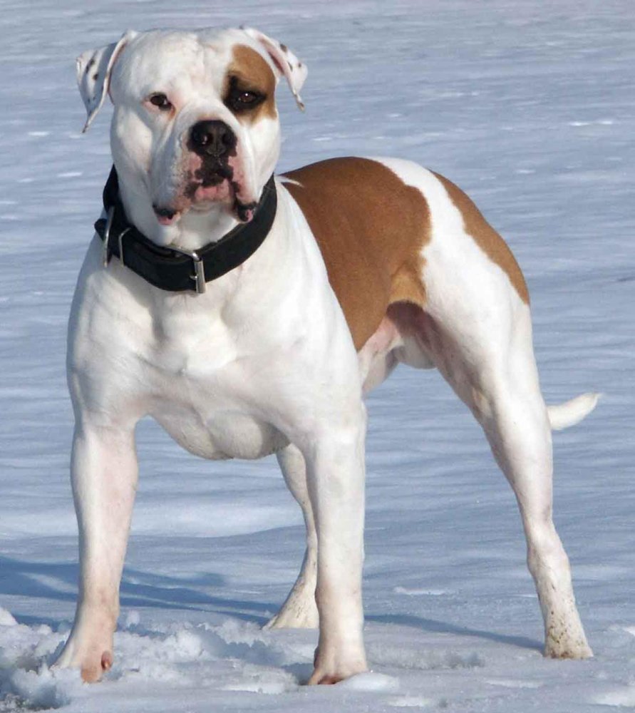 American BullDog Breed Image 3