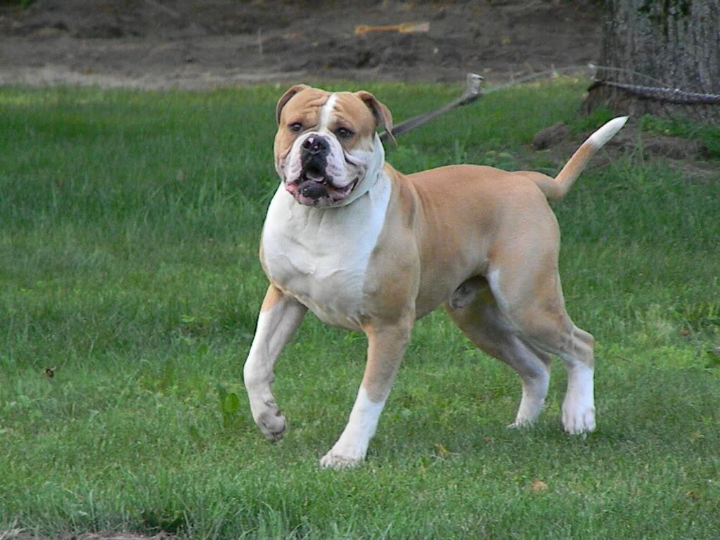 American BullDog Breed Image 7