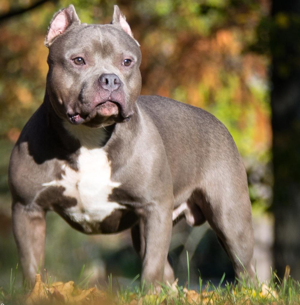 American Bully Dog Breed Image 1