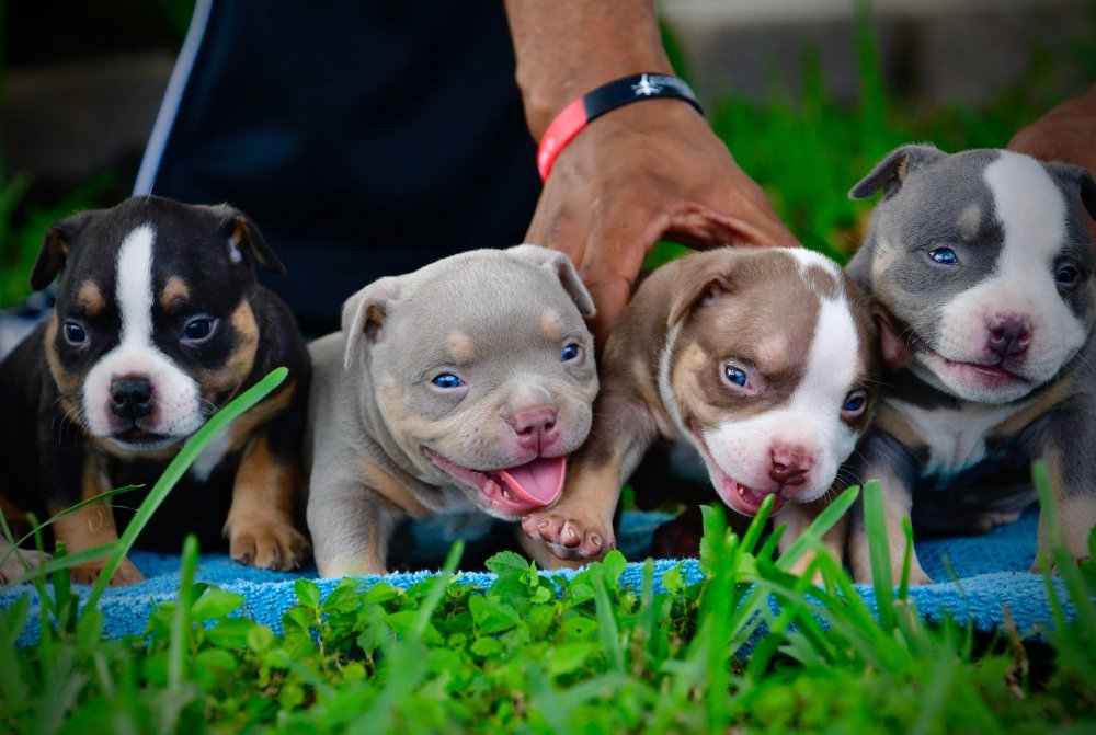 American Bully Dog Breed Image 11